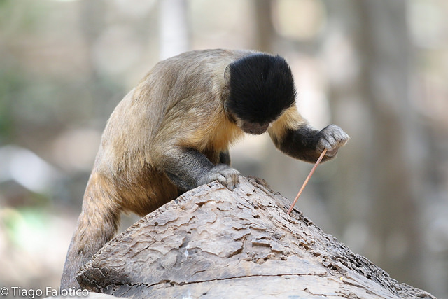 Capuchin monkey using a stick probe tool