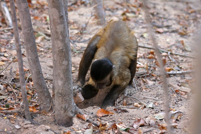 Adult male capuchin monkey using a stone to dig for roots.