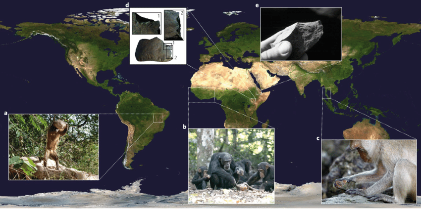 Fig-1-Locations-and-examples-of-stone-tool-use-by-wild-non-human-primates-and-early