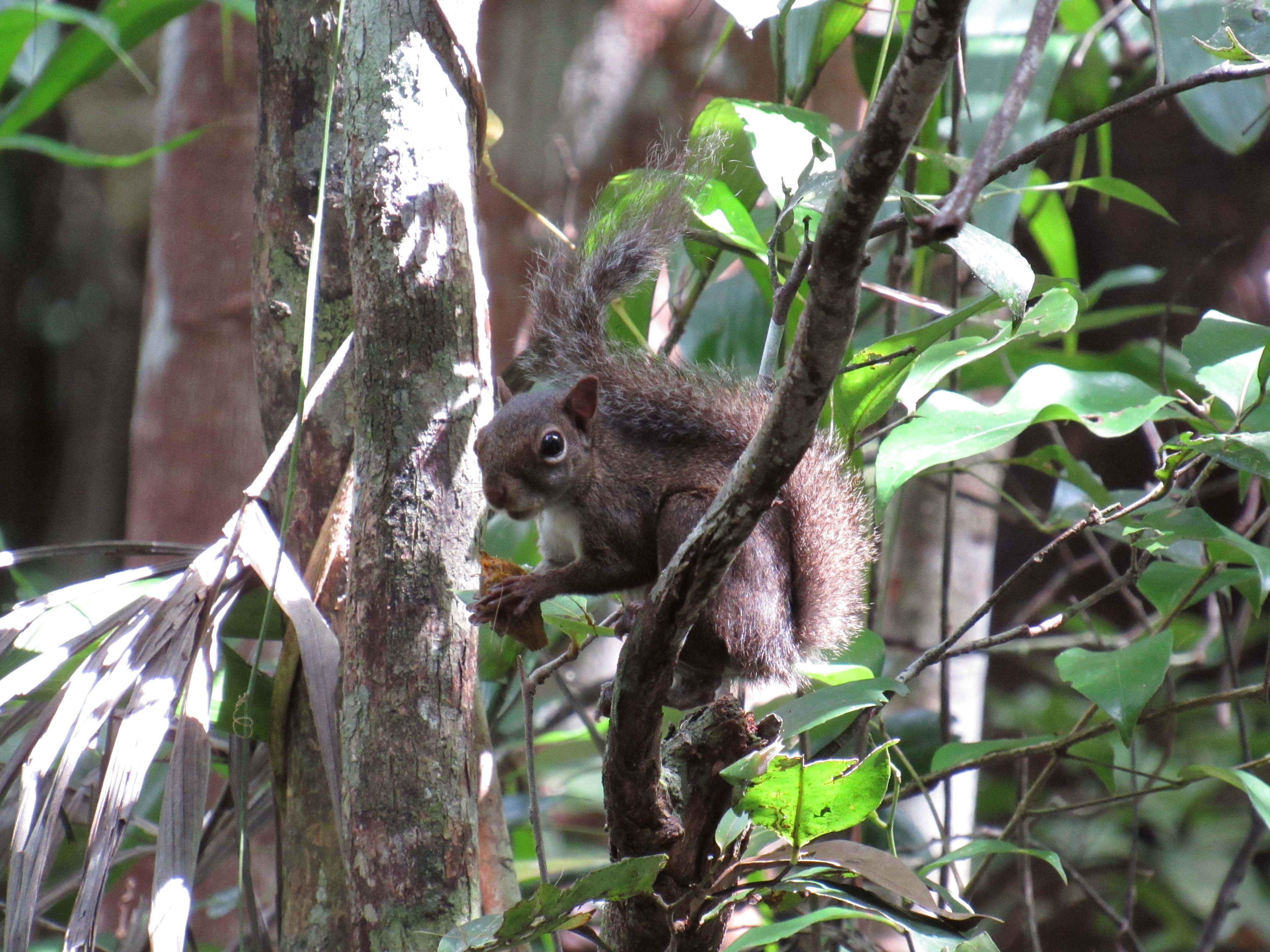 Caxinguele - Squirel
