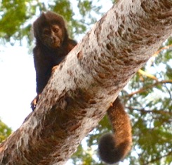 DSC_MACACODACRISTA copia