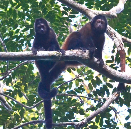 Sapajus_robustus copia